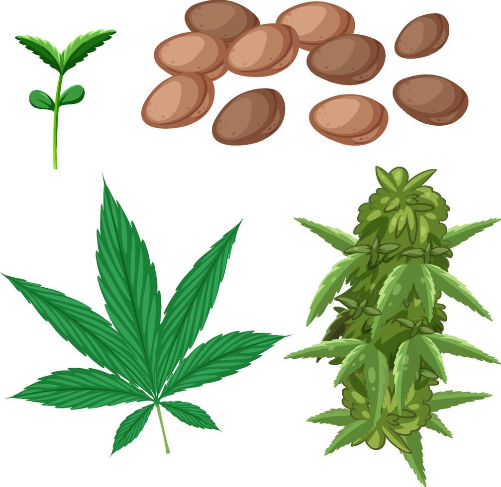 Cannabis seeds and leaves vector