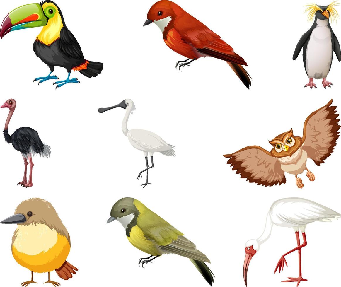 Different kinds of birds collection vector