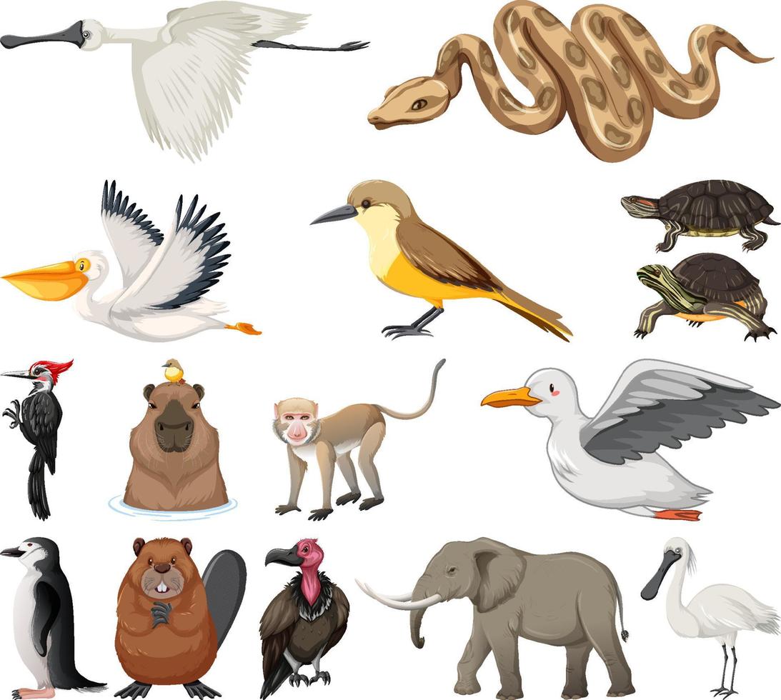 Different kinds of animals collection vector
