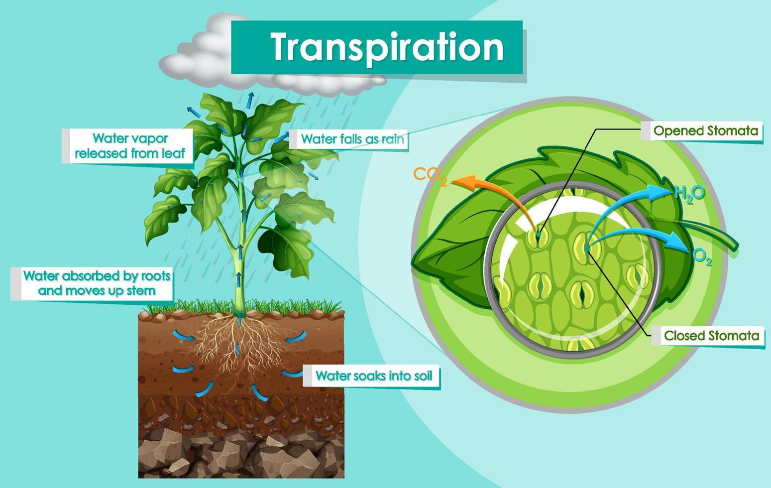 Diagram showing transpiration plant vector