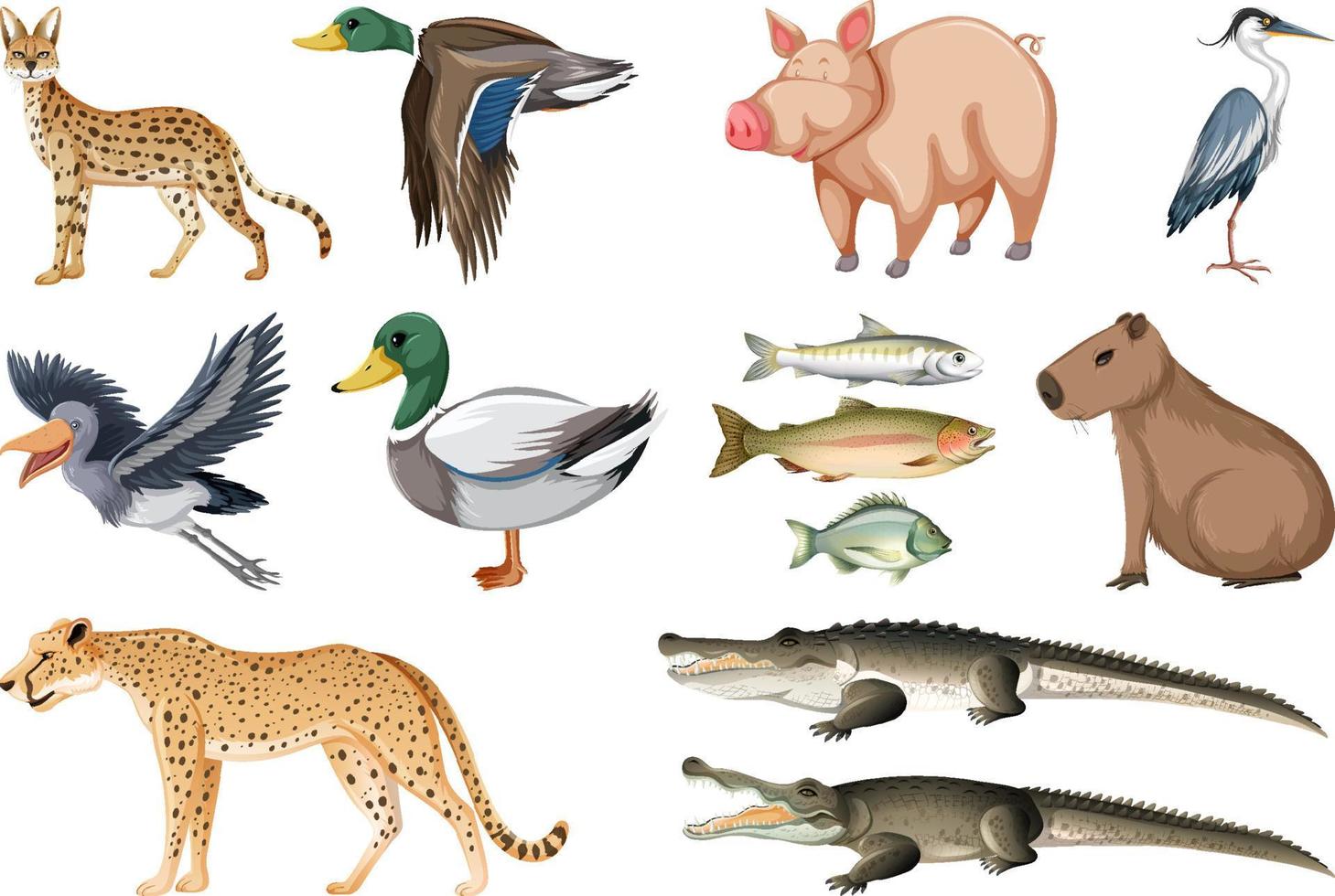 colección de diferentes tipos de animales vector