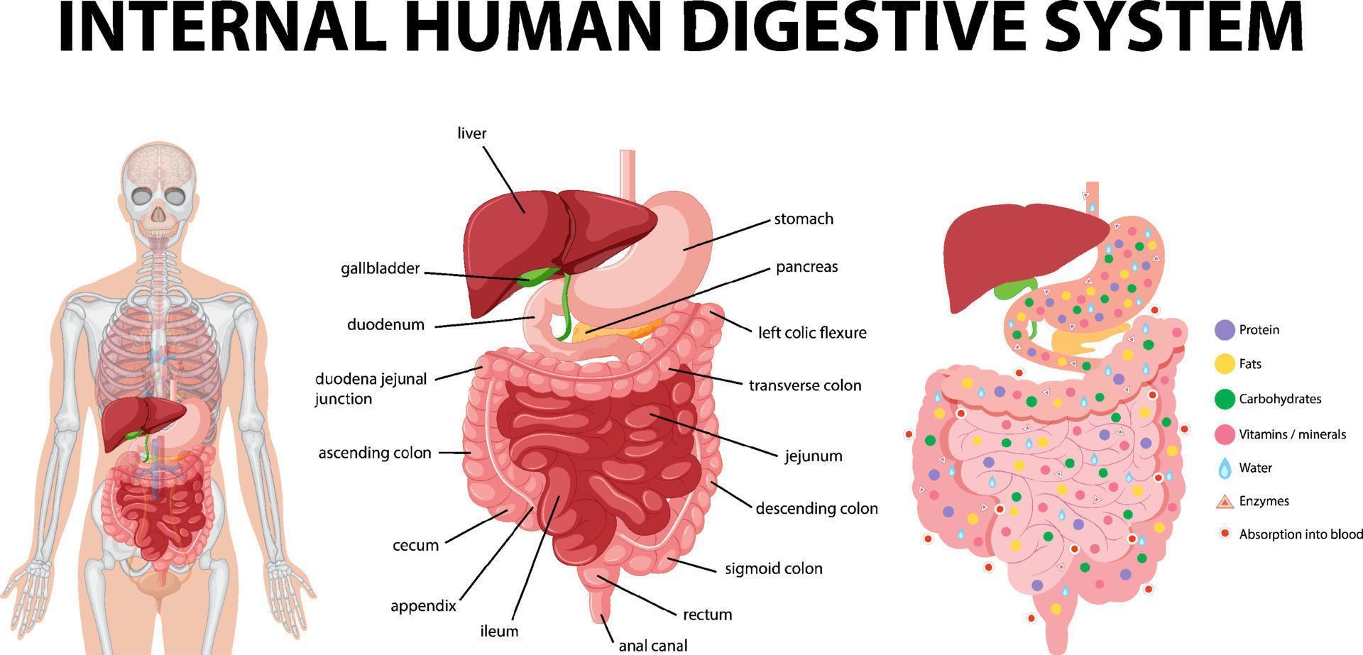 diagrama que muestra el sistema digestivo humano interno vector