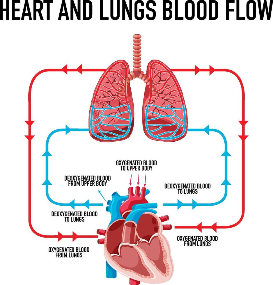 Diagram Showing Heart And Lungs Blood Flow 6771413 Vector Art At Vecteezy