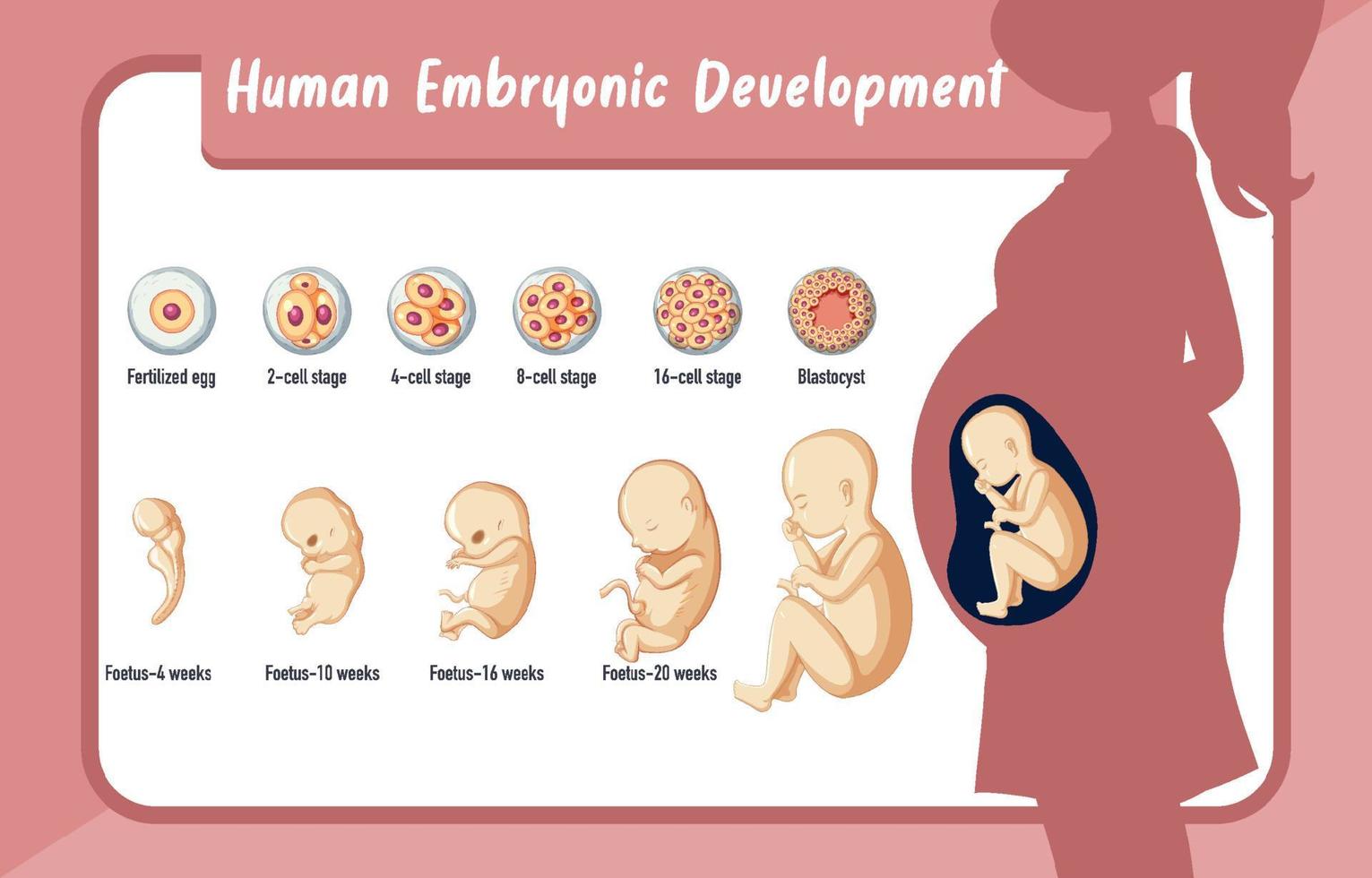 Human embryonic development in human infographic vector