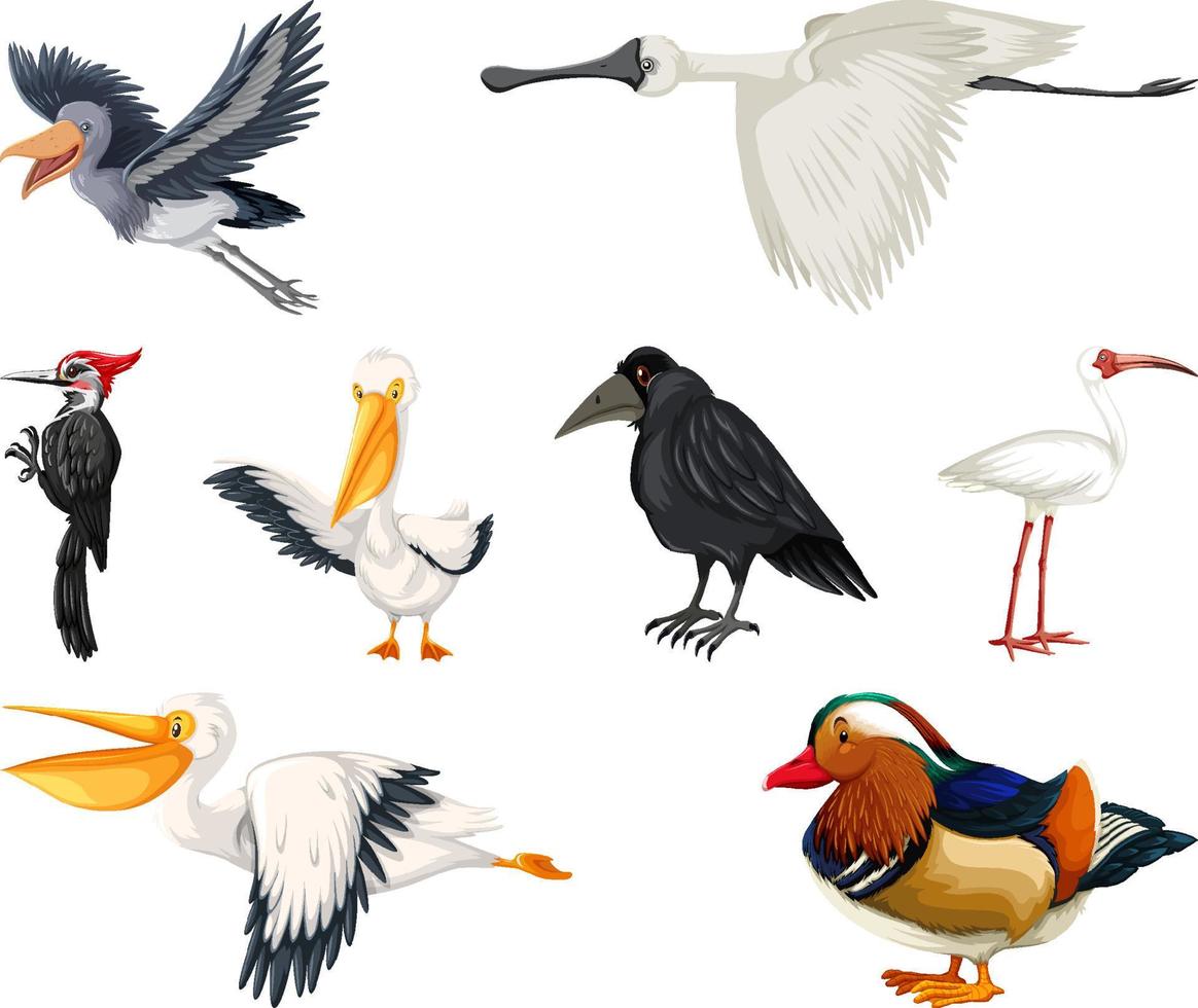 diferentes tipos de colección de aves vector