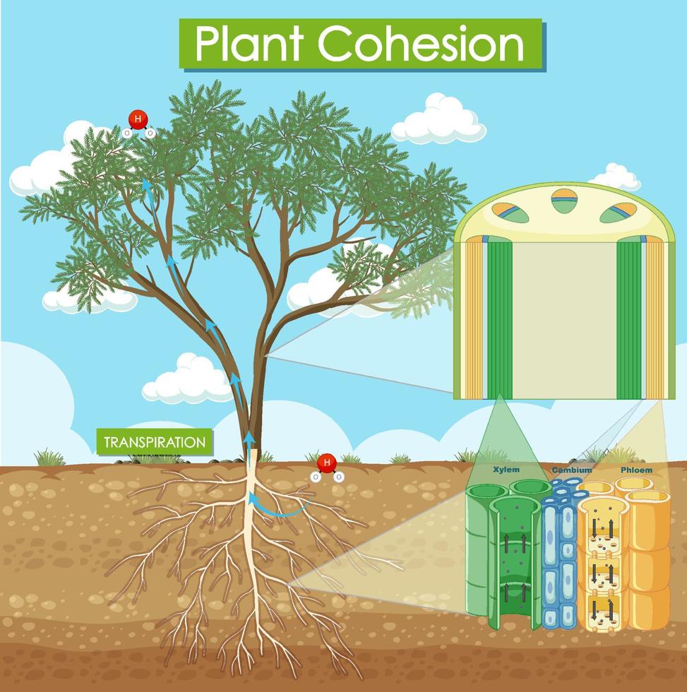 Diagram showing plant cohesion vector