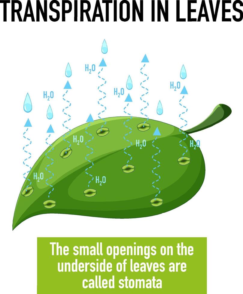 Science concept with transpiration in leaves vector