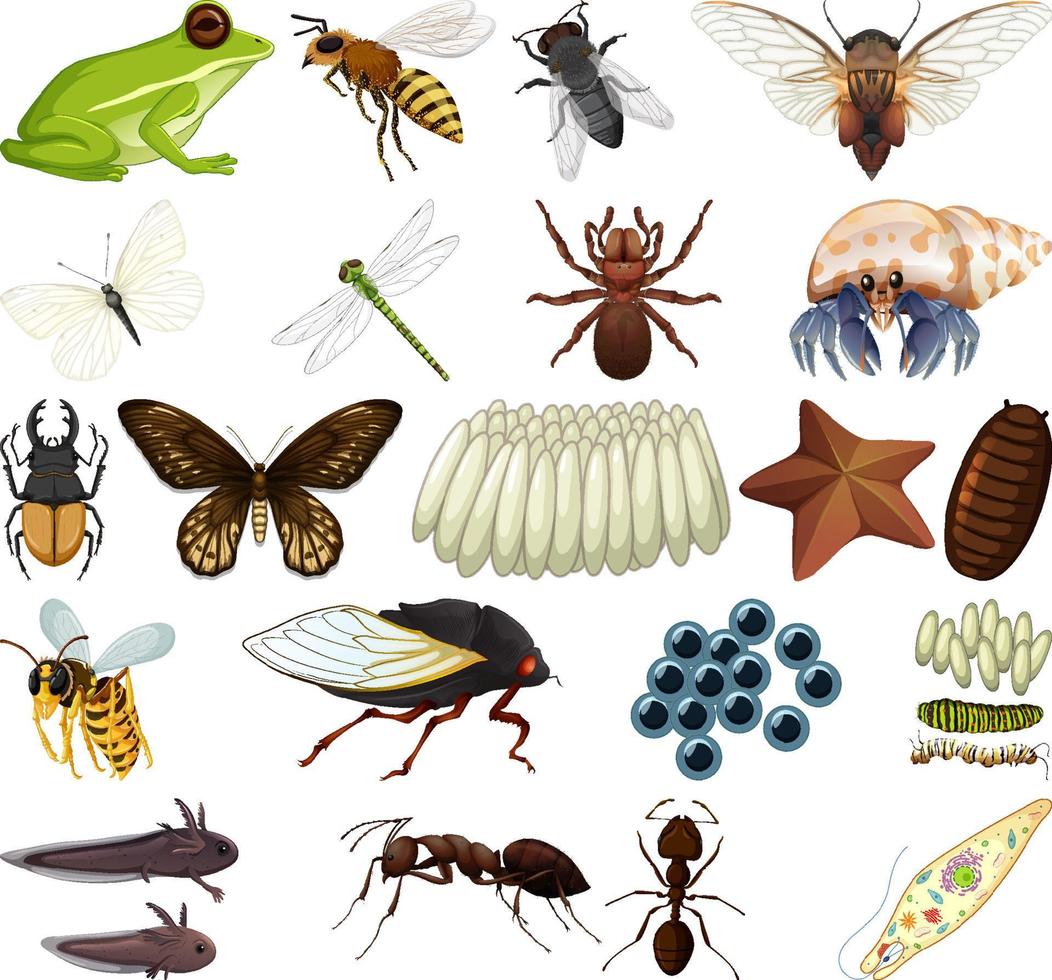 diferentes tipos de insectos y animales sobre fondo blanco vector