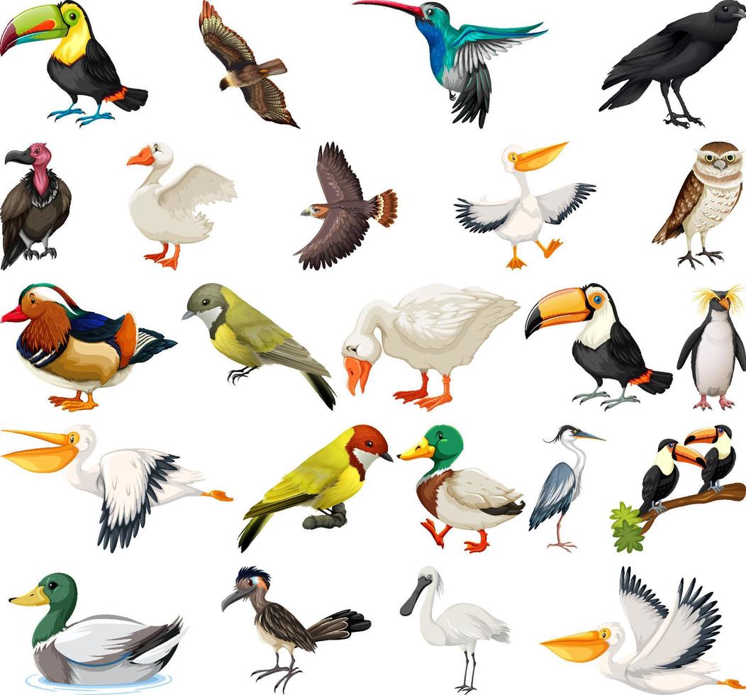 diferentes tipos de colección de aves vector