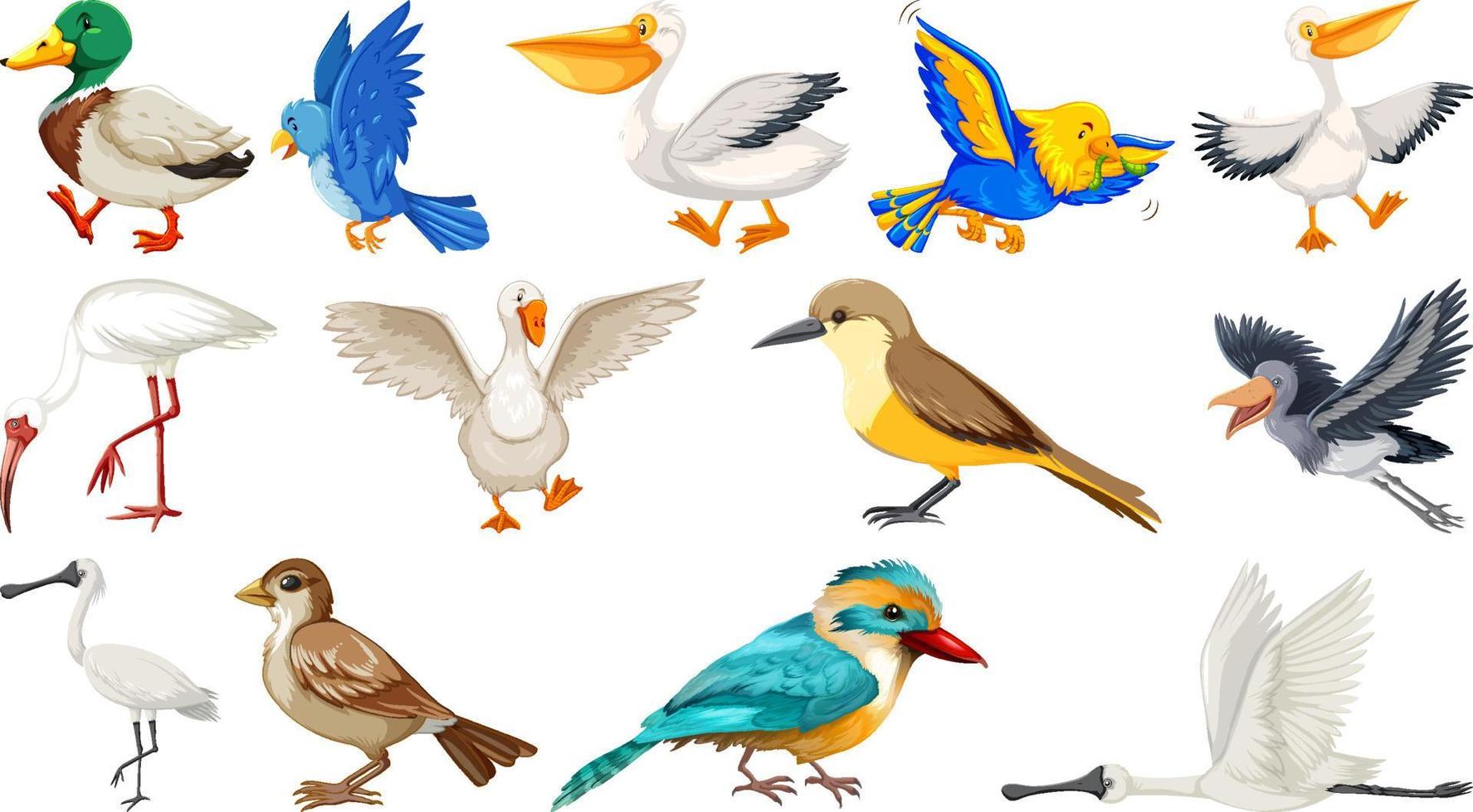 Different kinds of birds collection vector