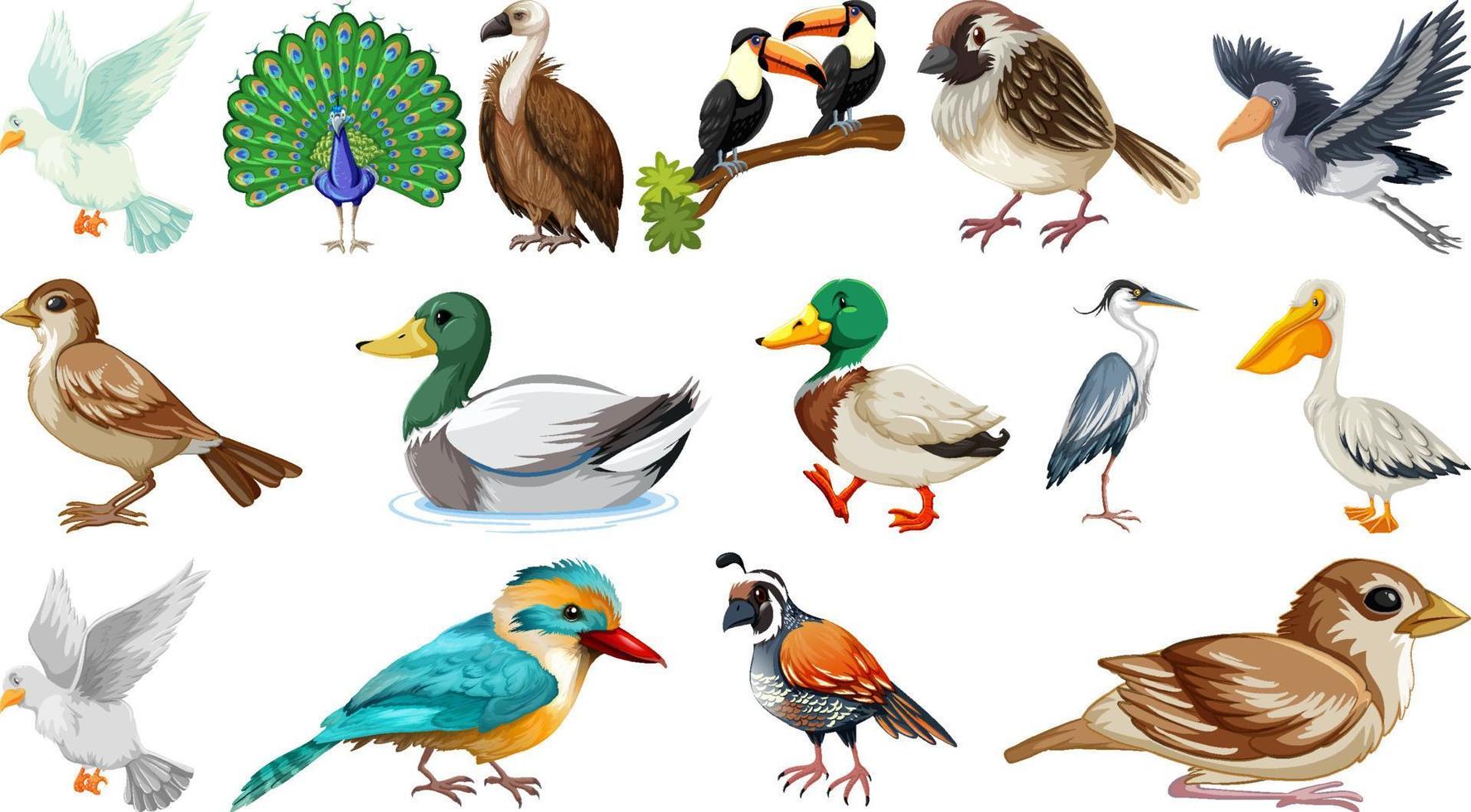 Different kinds of birds collection vector