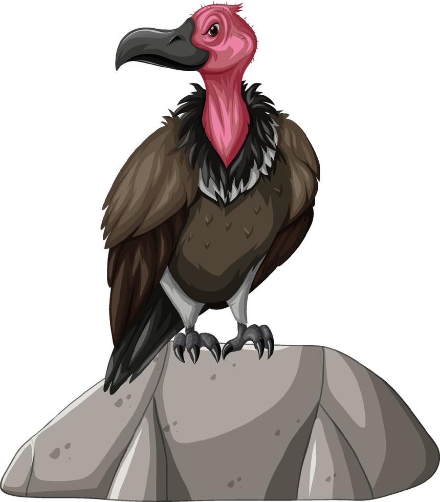 Vulture standing on stone on white background vector