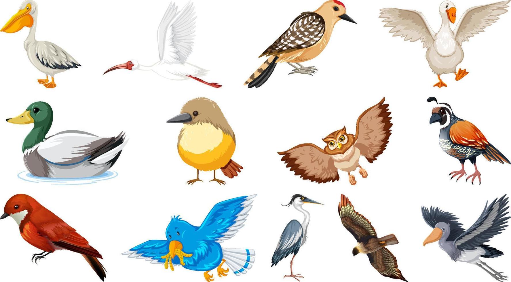 Different kinds of birds collection vector