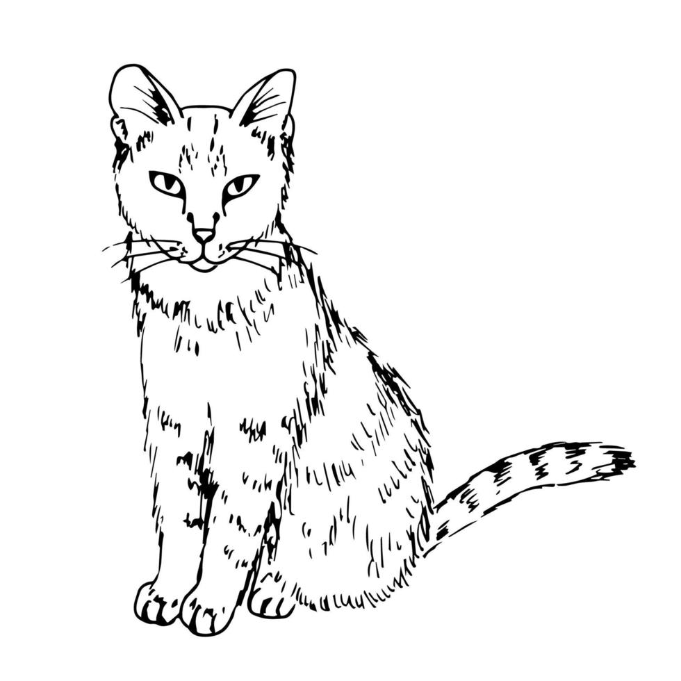 Hand-drawn vector sketch with black outline. Full-length cat in a sitting pose isolated on a white background. Favorite pets, veterinary, zoo shop.