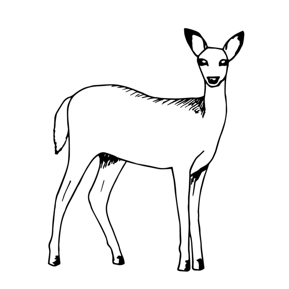 Hand-drawn vector sketch with black outline. White-tailed young deer in full growth side view isolated on a white background. Wild forest animal, nature. Ink drawing.