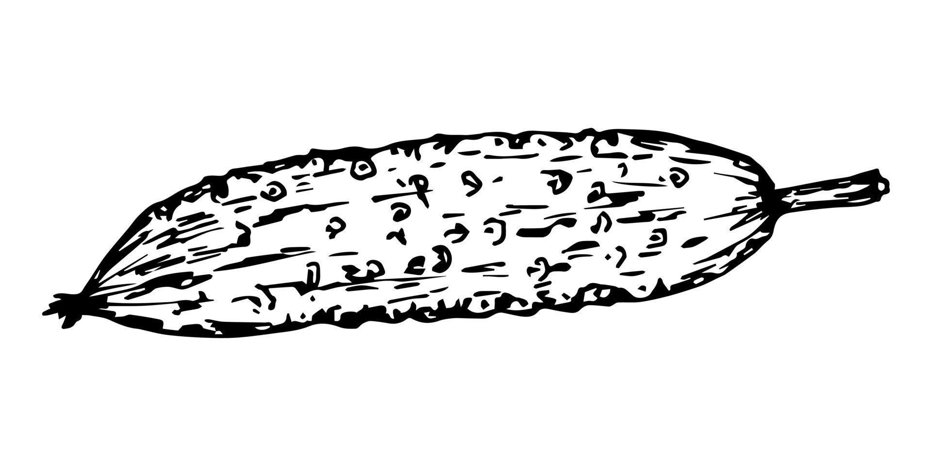 Simple vector illustration in black outline. Cucumber is isolated on a white background. Healthy Organic Vegetables. Vegetarianism, food. Seasonal harvest, greenhouse product. Farm cultivation.