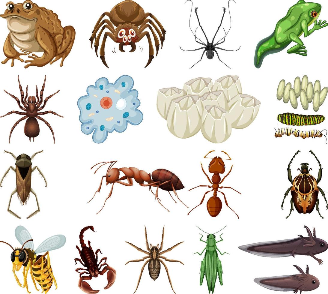 diferentes tipos de insectos y animales sobre fondo blanco vector