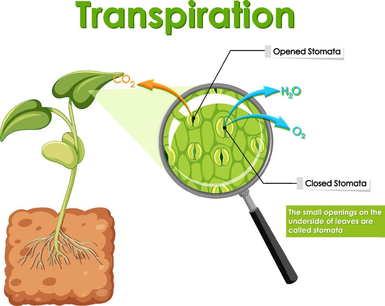 Diagram showing transpiration in plant vector