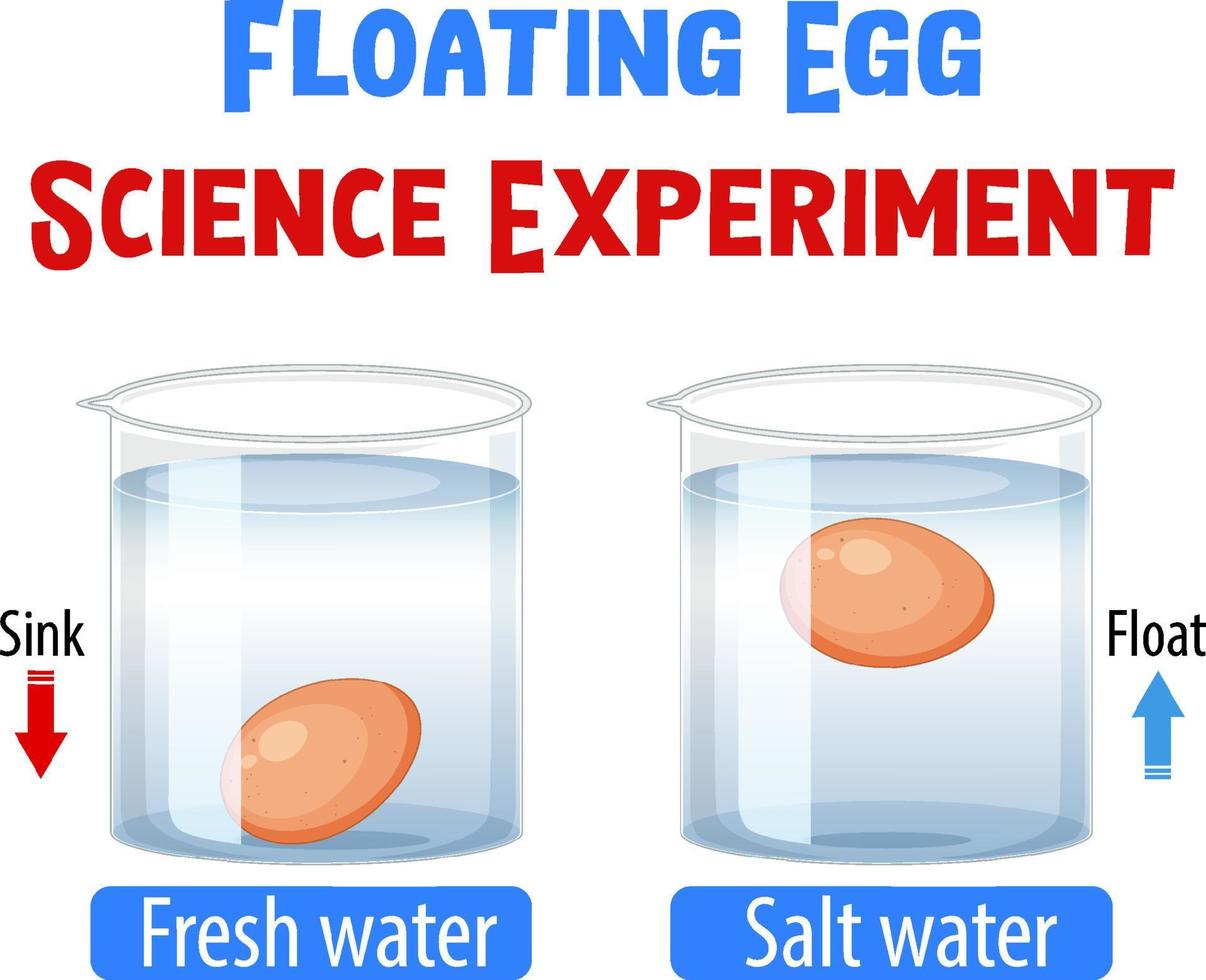 Floating egg science experiment vector