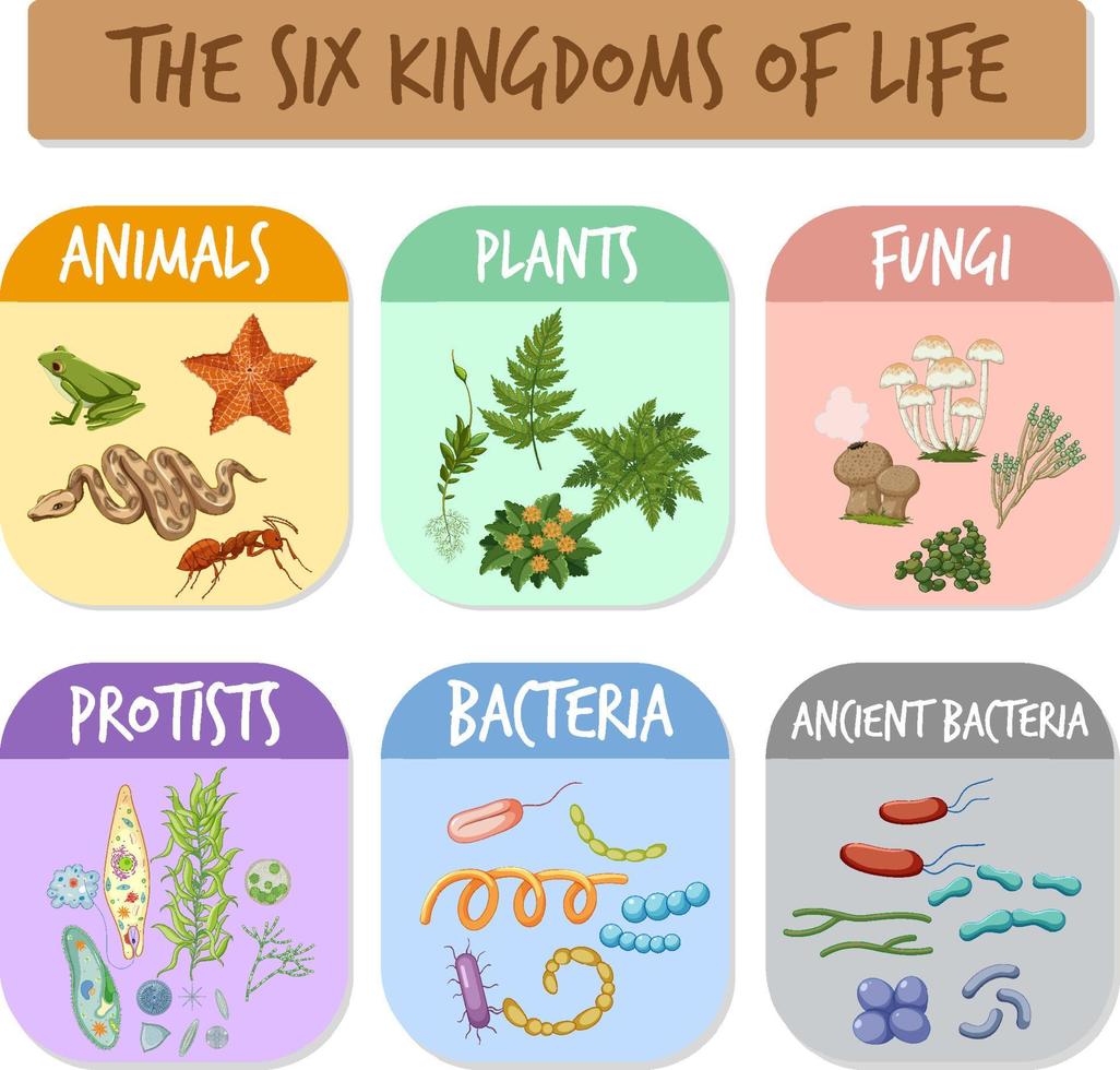 The six kingdoms of life vector