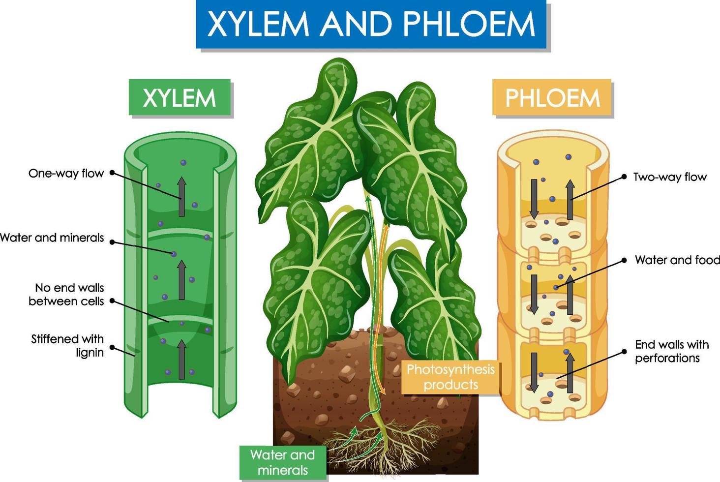 Diagram showing xylem and phloem plant vector