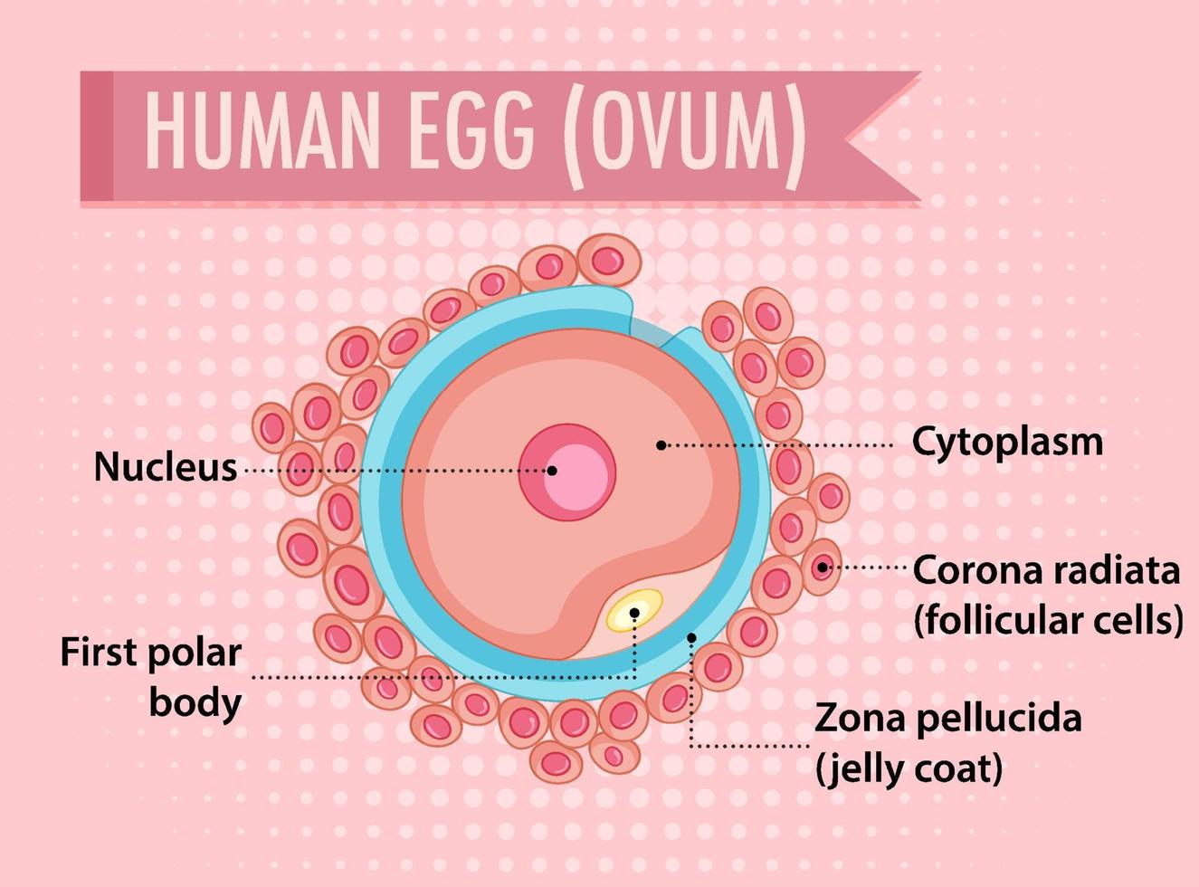 Diagram showing human egg ovum vector