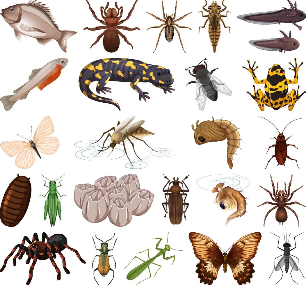 diferentes tipos de insectos y animales sobre fondo blanco vector