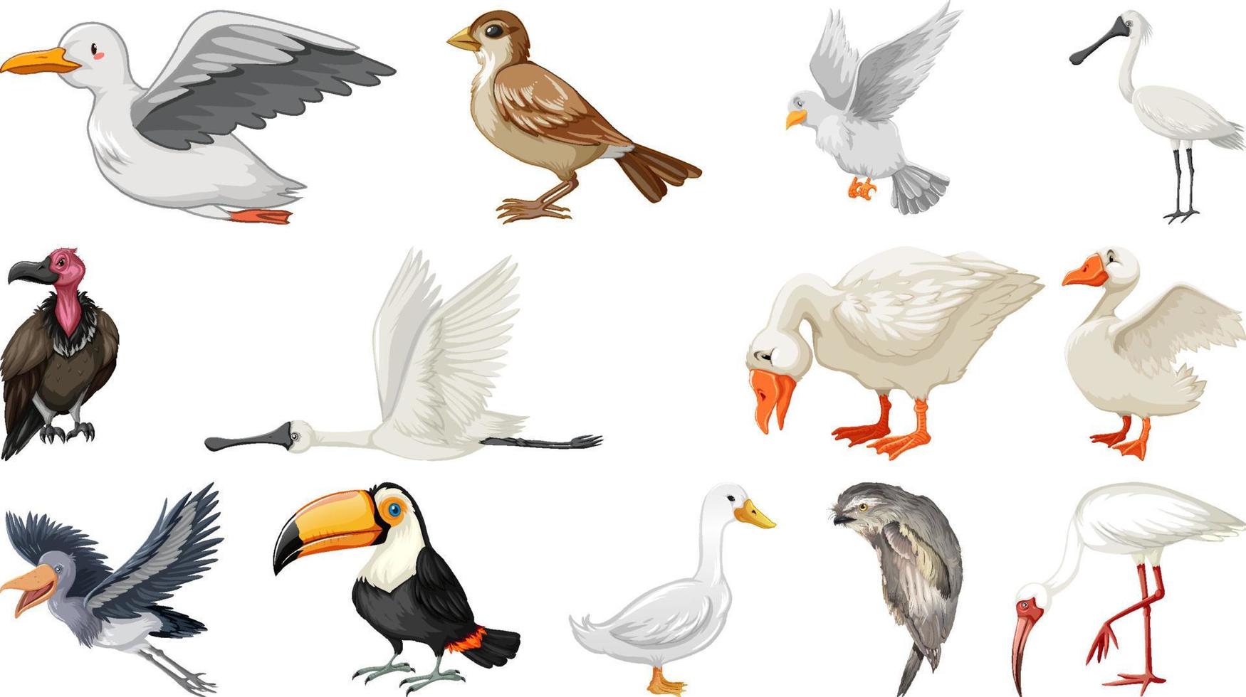 Different kinds of birds collection vector