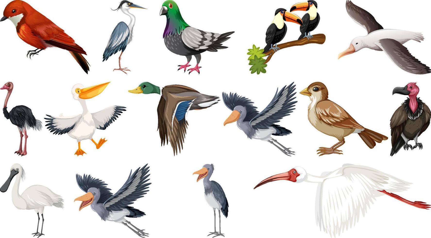 Different kinds of birds collection vector