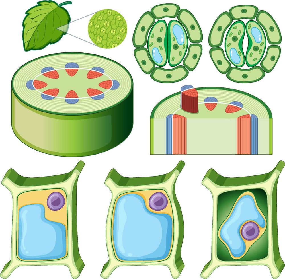 conjunto de diferentes células vegetales vector