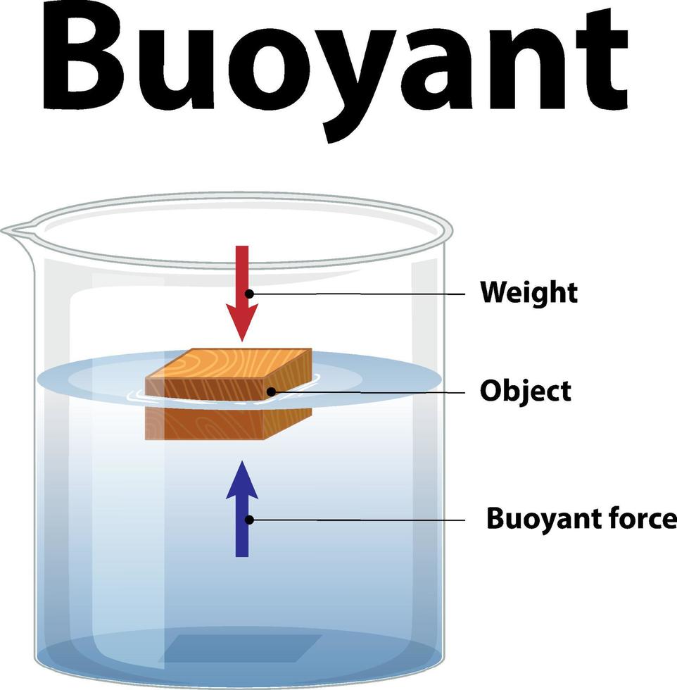 Buoyant science experiment on white background vector