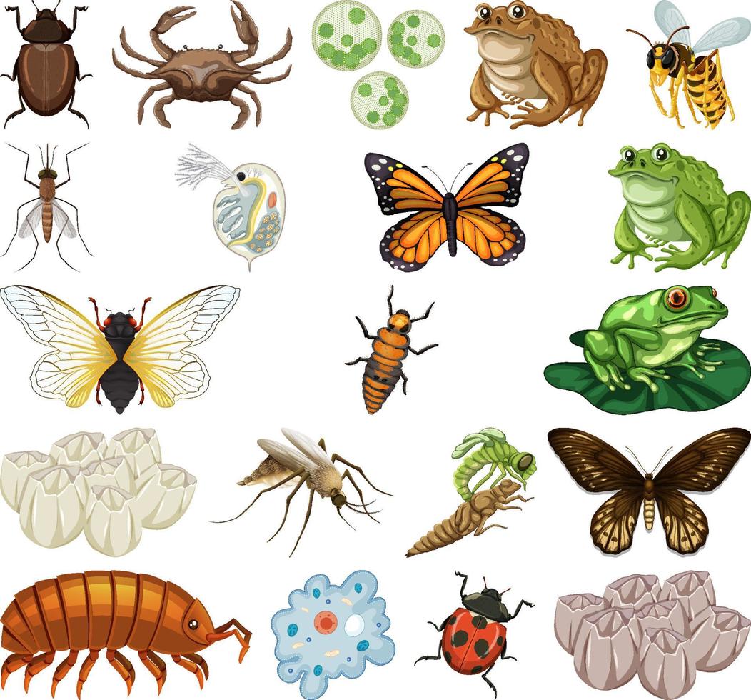 diferentes tipos de insectos y animales sobre fondo blanco vector