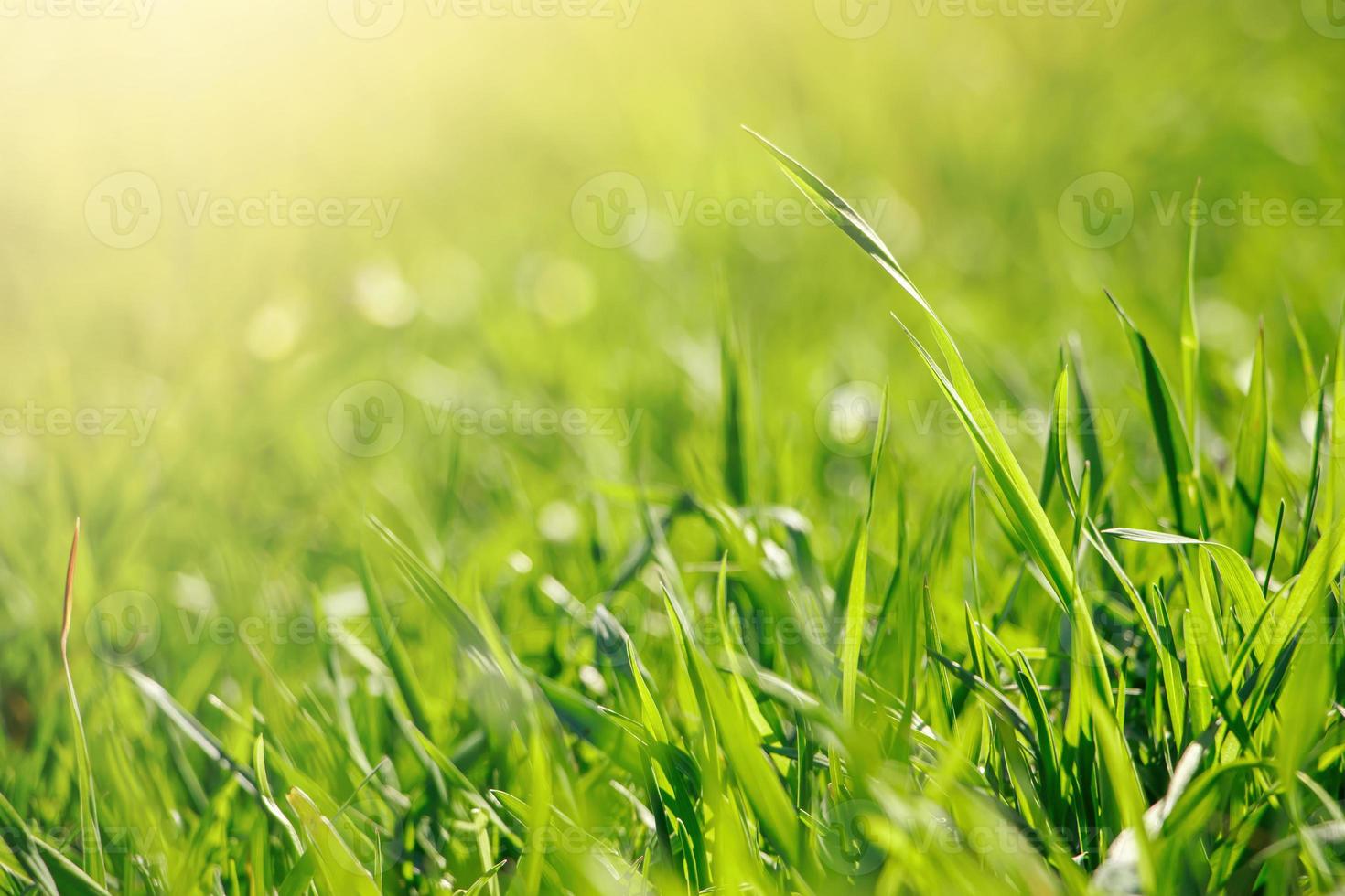 Young green fresh grass in spring. photo