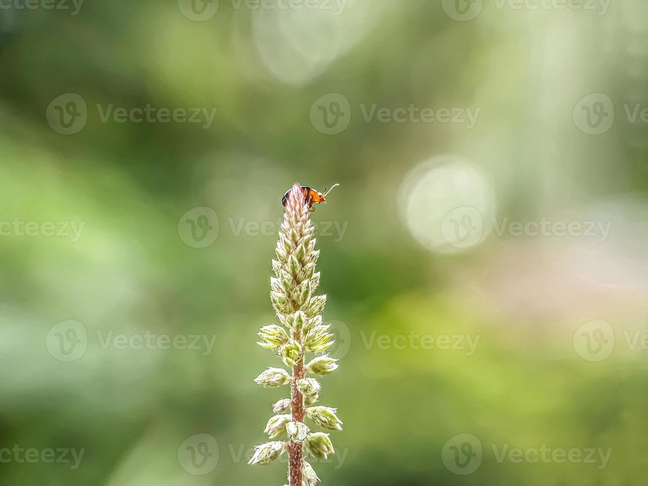 macro insectos, mariposas, polillas, moscas, mosquitos, orugas, mantis en ramitas, flores de hoja con un fondo natural foto