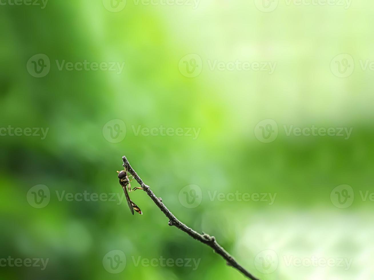 Macro insects, butterflies, moths, flies, mosquitoes, caterpillars, mantis on twigs, leaf flowers with a natural background photo