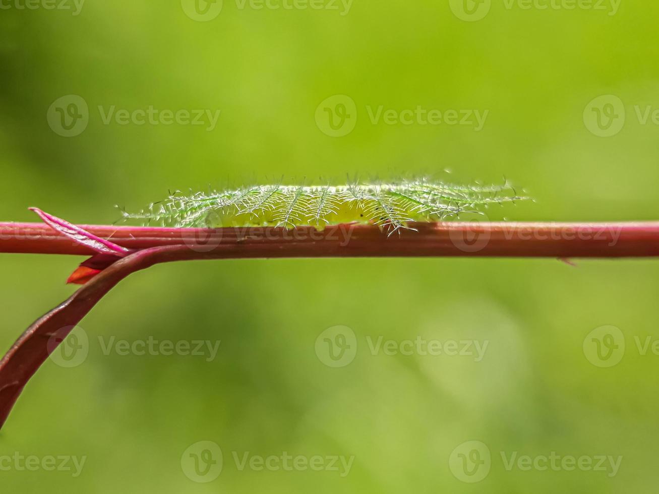 Macro insects, butterflies, moths, flies, mosquitoes, caterpillars, mantis on twigs, leaf flowers with a natural background photo