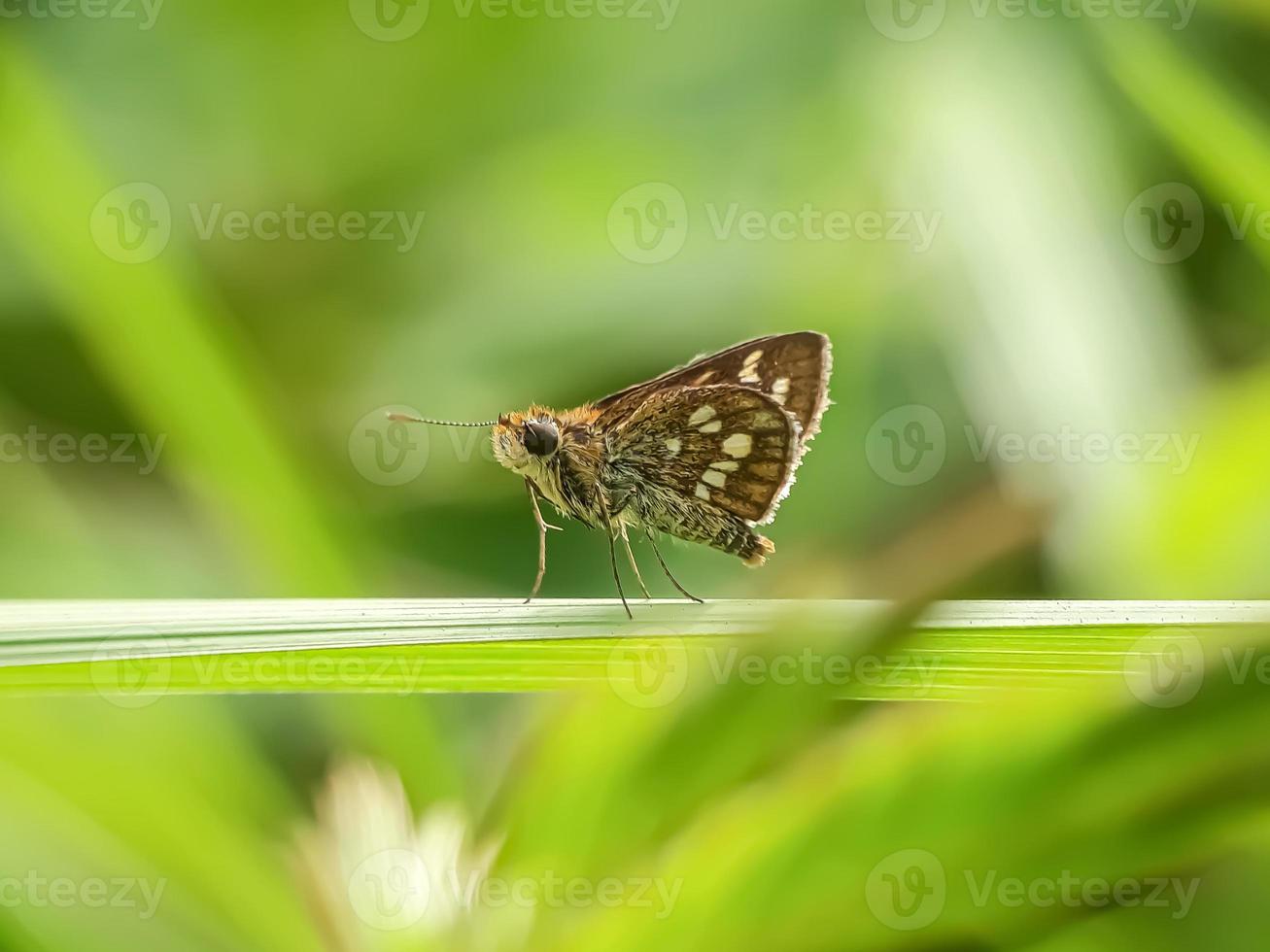 Macro insects, butterflies, moths, flies, mosquitoes, caterpillars, mantis on twigs, leaf flowers with a natural background photo