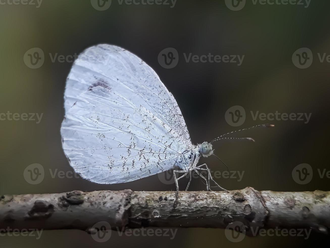 Macro insects, butterflies, moths, flies, mosquitoes, caterpillars, mantis on twigs, leaf flowers with a natural background photo