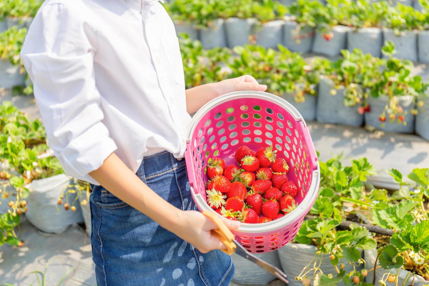 Girl child holding bucket of fresh red organic strawberries in the garden, Selective focus photo