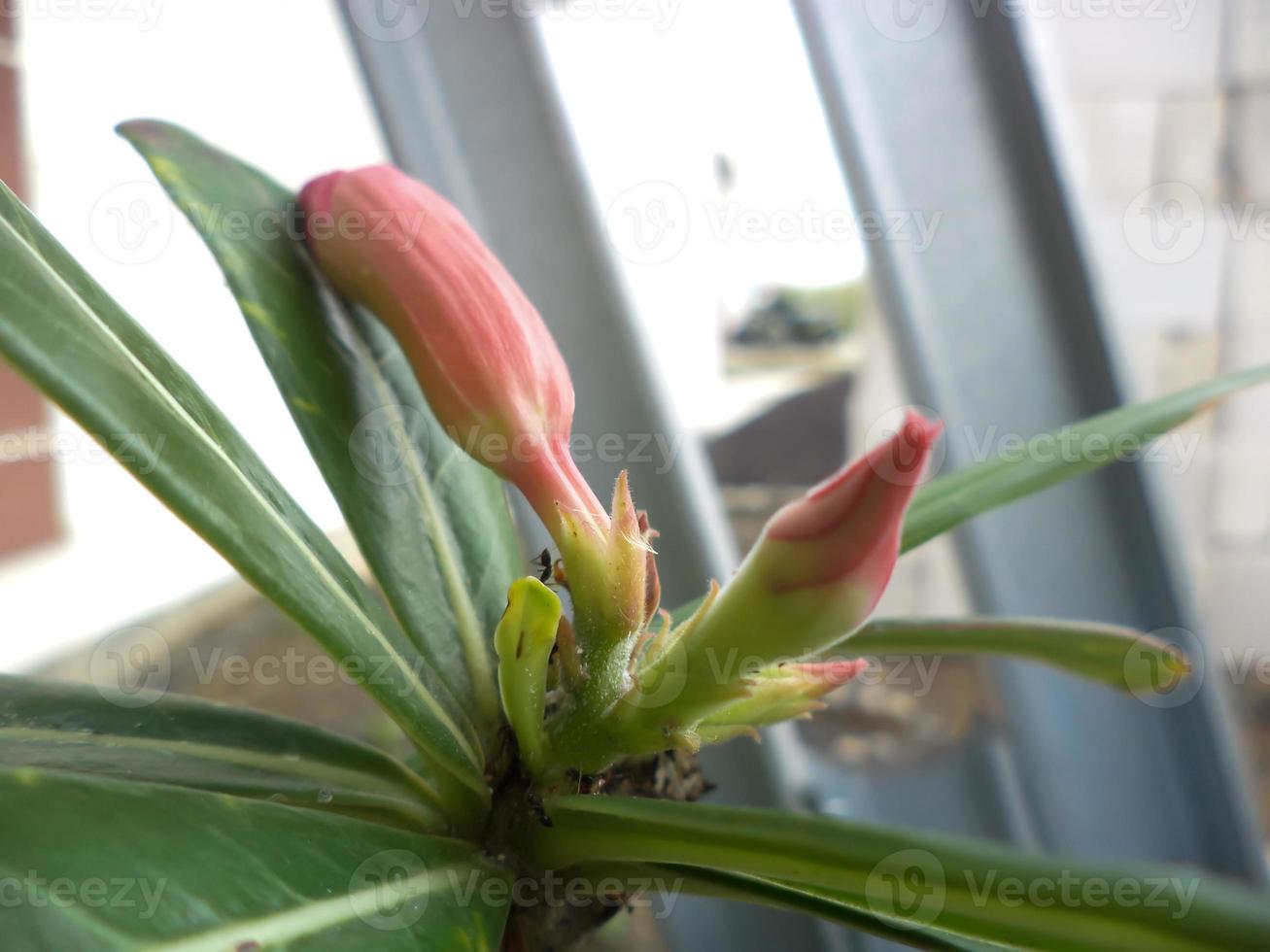 Adenium plant flowers before blooming photo