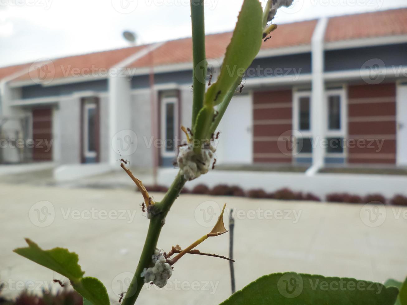 a swarm of ants lined up photo