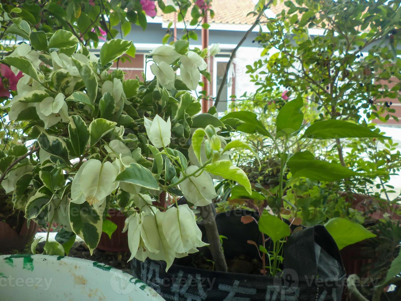 White Bougenville flowers bloom photo