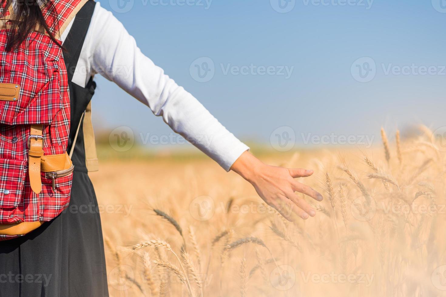 Hand touching wheat in field natural background. photo