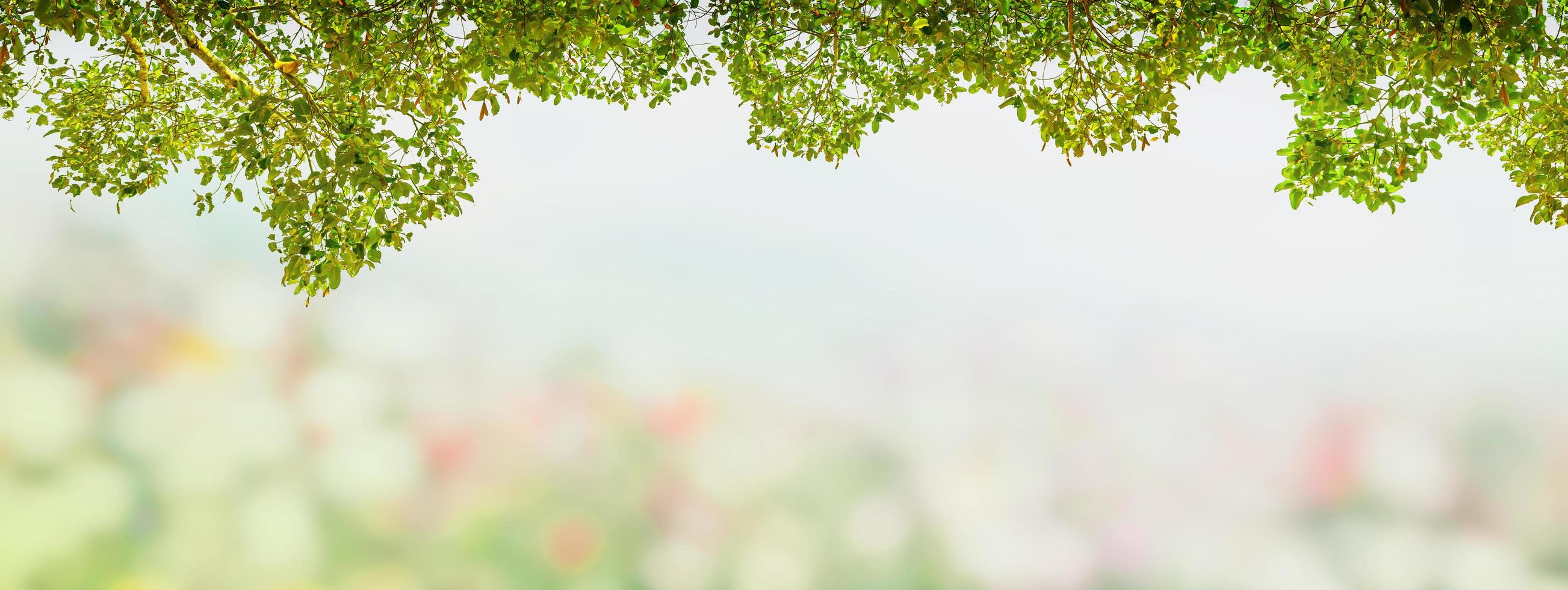 Abstract frame of green leaves tree in the blur garden background. photo