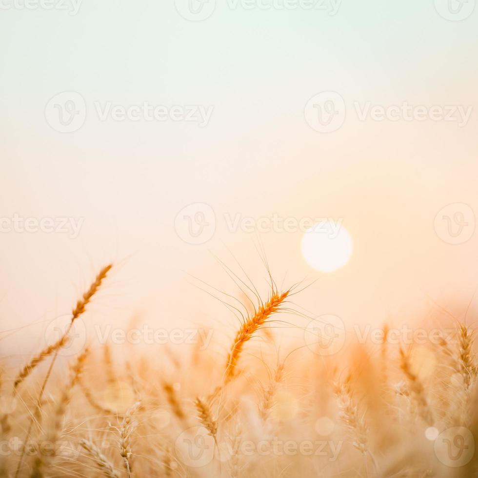 Golden wheat field with sunset background. photo