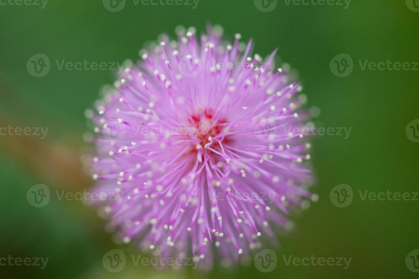 mimosa flowers in the morning photo