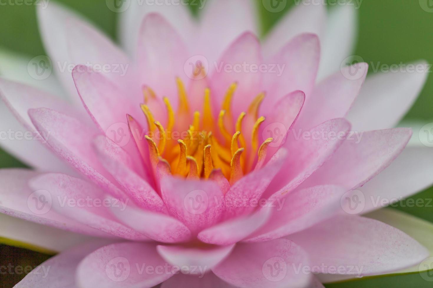 fondo de naturaleza de flor de loto rosa foto