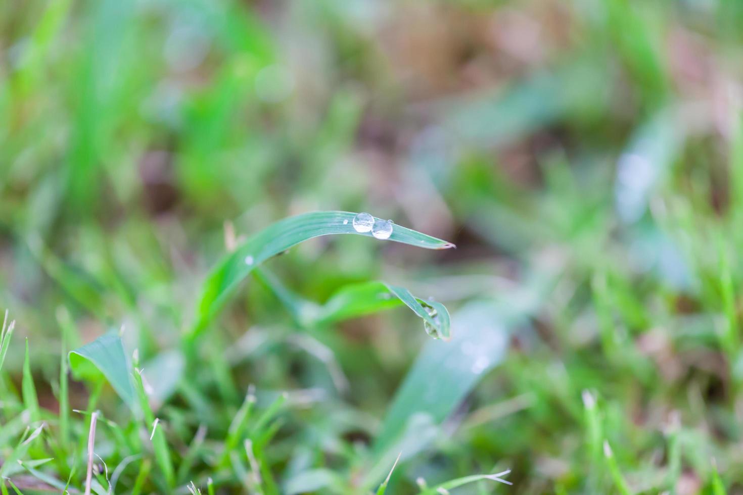 gotas de agua sobre el fondo de la naturaleza de la hierba verde foto