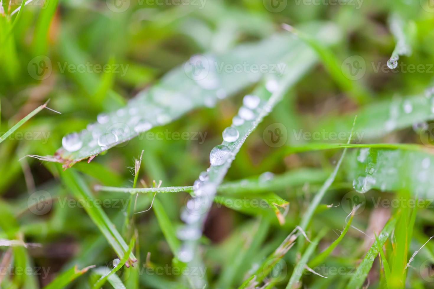 gotas de agua sobre el fondo de la naturaleza de la hierba verde foto