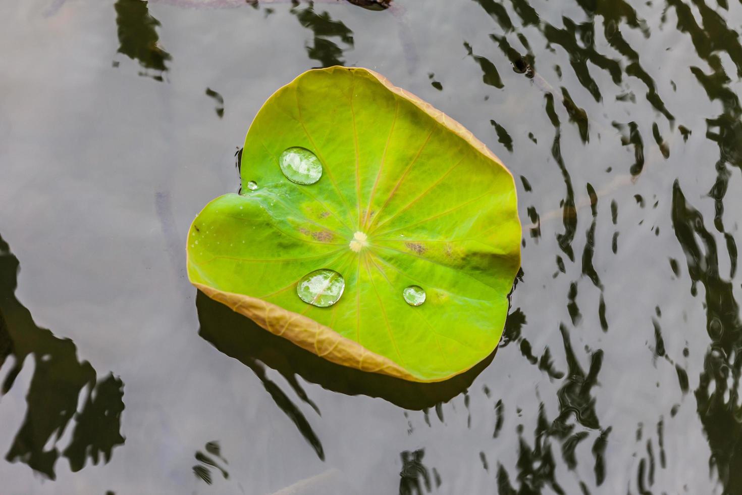 hoja de loto verde con gota de agua foto